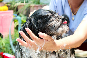 Shih Tzu dogs are bathed and kept clean by their pet owners.
