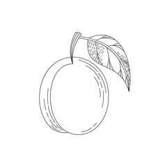 Hand drawn doodle sketch of a plum. Coloring page with a fruit. Line art vector illustration on a white background