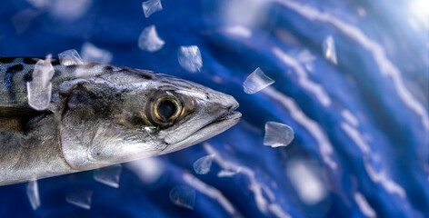 Portrait of a fresh mackerel fish on blue water background with flying fish scales. Healthy food, diet or cooking concept. Real photo - no A.I.