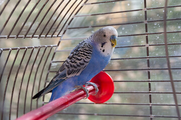 Blue parrot in cage indoors