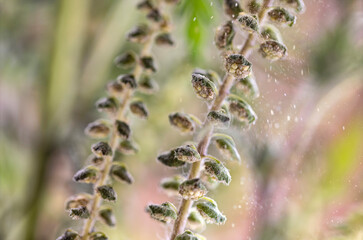 Very detailied macro photo of dangerous Ragweed. Its pollen causes a strong allergy. Real Photo (no A.I.)