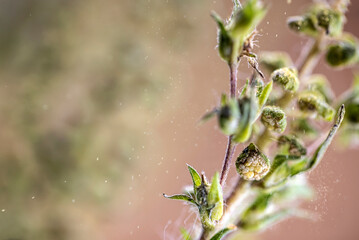 Very detailied macro photo of dangerous Ragweed. Its pollen causes a strong allergy. Real Photo (no...