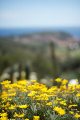 fiori gialli e panorama