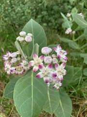Beautiful pink and white flowers