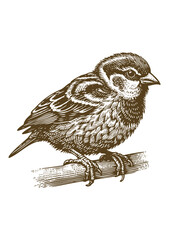 Sparrow bird Hand drawn illustration