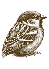 Sparrow bird Hand drawn illustration