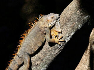 Iguana on the tree, Costa Rica
