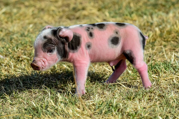 Piglet newborn baby, in farm landscape.