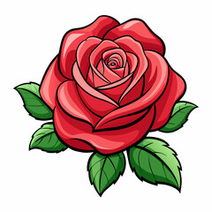 indica-rose-flower-isolated-on-white-background 