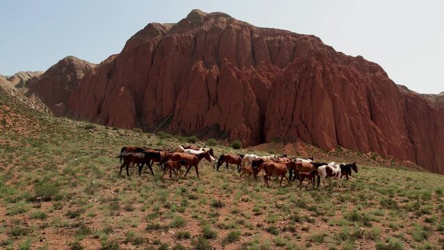 Herd of wild horses moves through the desert on the prairie among the mountains, Aerial View. Herd of horses, mustangs running on steppes. Travel around kyrgyzstan