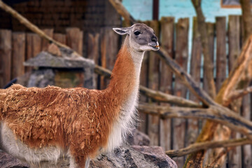 a wild llama animal head in a zoo enclosure