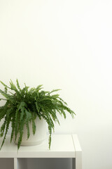 Minimalist fern house plant