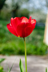 Red tulip in a garden in spring, love and health care concept, tulipa