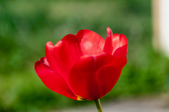 Red tulip in a garden in spring, love and health care concept, tulipa