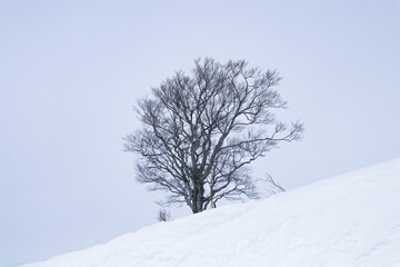 Natural landscape leafless tree in middle of hill covered with white snow littered area. Sky was...