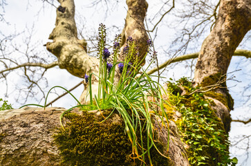 Muscari flowers growing on the tree trunk in the forest near Bergama (Izmir province, Turkey)