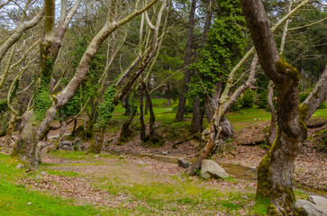 Bergama cayi in spring forest on Kozak plateau (Izmir province, Turkiye)