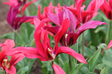 Pink lily flowering tulip, Tulipa ‘Doll's Minuet’ in flower.