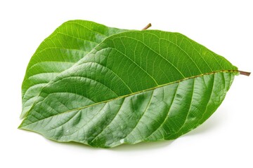 Obraz premium Green Natural Guava Leaf Isolated on White Background. Closeup View of Two Pairs of Fresh Young Leaves with Clipping Path