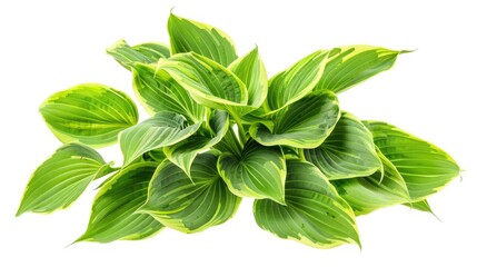 Lush Hosta Plant - Herbaceous Perennial with Stunning Lily-Like Leaves, Isolated on White Background for Design Ideas