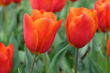 Fototapeta premium Orange and red triumph tulip, tulip ‘King’s Orange’ in flower.