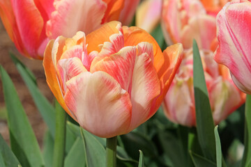 Cream, pink and yellow double tulip, tulip ‘creme upstar’ in flower.