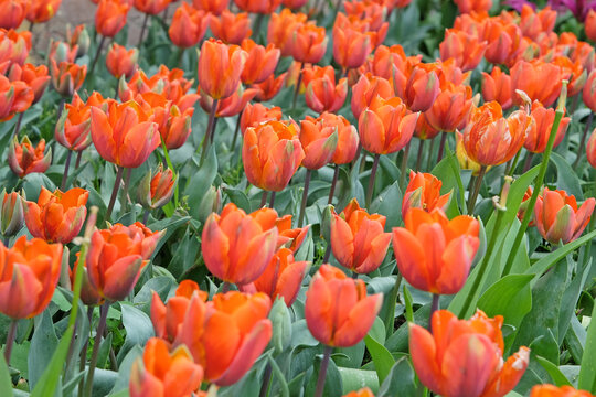 Orange triumph tulip, Tulipa ‘Princess Irene’ in flower.