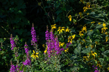 秋の野原に咲く紫色の花　エゾミソハギ
