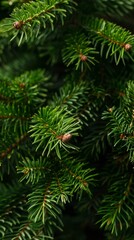 A close up of a pine tree with cones