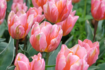Pink triumph tulip, Tulipa ‘Pretty Princess’ in flower.