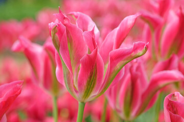 Pink and green viridiflora tulip, tulipa ‘virichic’ in flower.