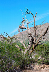 San Tan Mountains Sonora Desert Arizona - 792836531