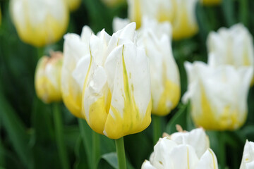 White and yellow dawn hybrid tulip, tulipa ‘cream cocktail’ in flower.
