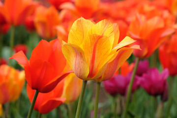 Tall orange and yellow variegated single late tulip, tulipa ‘El Nino’ in flower. - obrazy, fototapety, plakaty