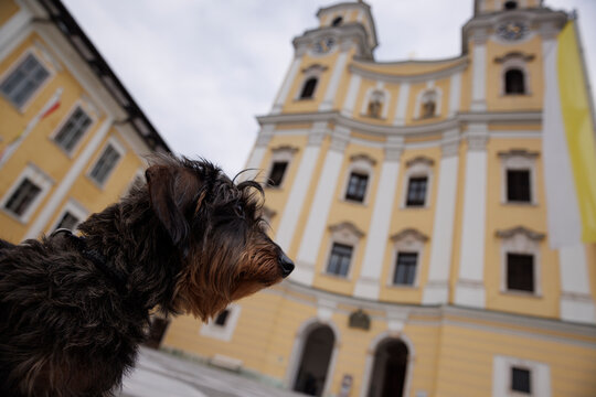 Dachshund in Front of Colorful Church in Mondsee, Austria