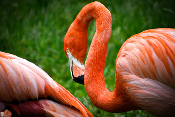 Close up of a flamingo bird