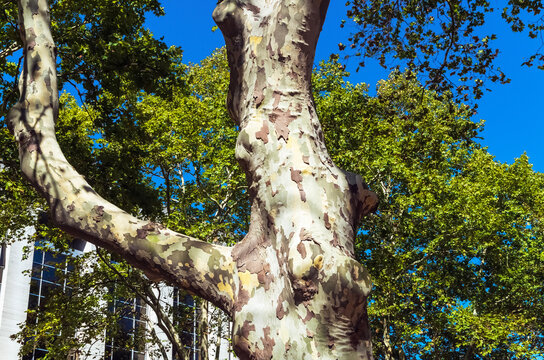 big Platanus occidentalis tree into summer Montevideo, Uruguay.