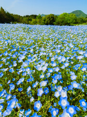 春の青いネモフィラ　花　香川県のまんのう公園