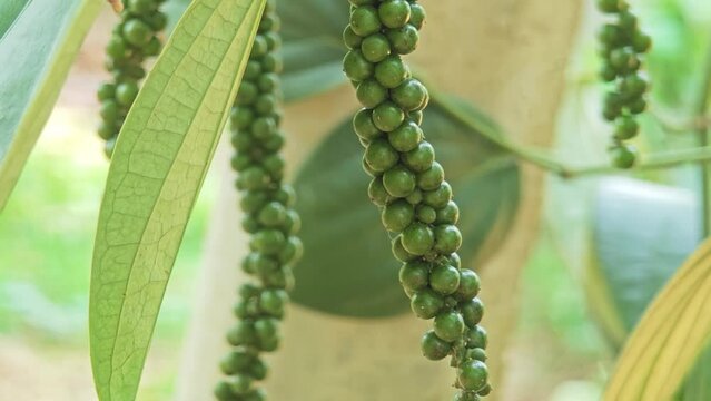 peppercorn branch