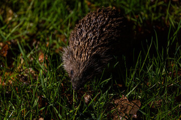 Hedgehog on green grass. Hedgehog in the dark