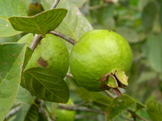 Macro photo of guava fruit still hanging from the stalk and stem of its parent in tropical areas.