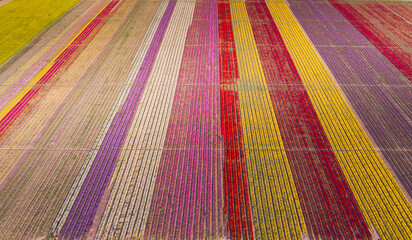 Aerial images of tulip fields