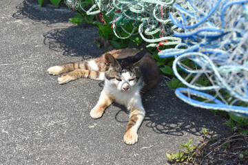 琵琶湖 沖島の猫