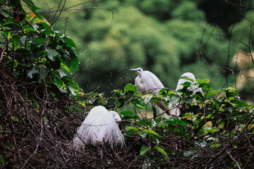 the Egret bird at Tai PO, hong kong
