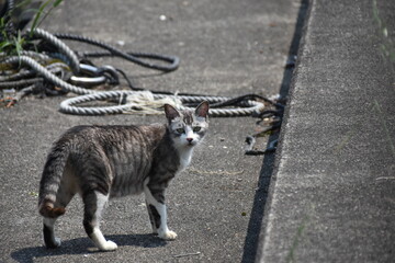 琵琶湖 沖島の猫