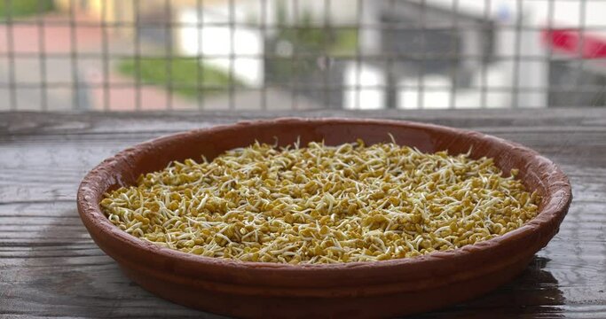Sprouting fenugreek seeds at home on a red brick flowerpot stand.  Close up view of spraying the sprouts with water.