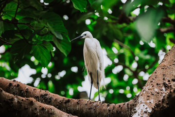the Egret bird at Tai PO, hong kong
