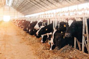 Concept Banner agriculture industry, farming and livestock. Herd of cows eating hay in cowshed on dairy farm in barn with sunlight - obrazy, fototapety, plakaty