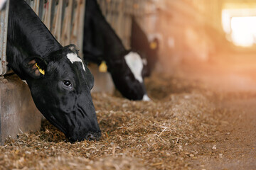 Closeup portrait of holstein calf in barn of dairy farm with sunlight.