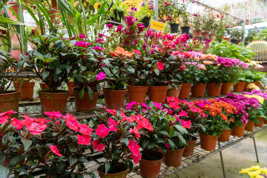 Various types of colorful flowers selling in the plant nursery.